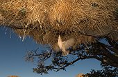 Sociable weaver nest building - Namibia