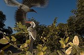 Yellow hornbills - Chobe Botswana 