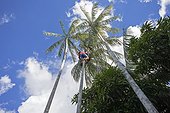 Native climbing Açaí palm to collect fruit- Amazonas Brazil 