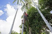 Native climbing Açaí palm to collect fruit- Amazonas Brazil 