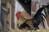 Gallic rooster on hay