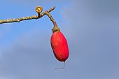 Kapoktree fruit - Amazonas Brazil