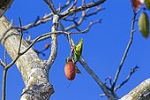 Kapoktree fruit - Amazonas Brazil