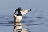 Male Tufted Duck flapping wings on the water in winter - GB