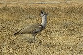 Kori bustard in Savannah - Etosha Namibia 