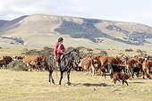Gaucho and herd of cows - Torres del Paine Chile 