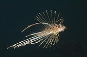 Juvenile lionfish - Fiji