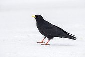 Yellow-billed Chough looking for food  winter - Switzerland
