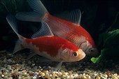 Goldfish 'Sarasa komet' 