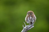 Austral Pygmy Owl on a branch - Torres del Paine Chile 