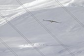 Lammergeier in flight and electrical wire - Swiss Alps 