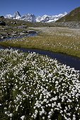 White Cottongrass flower - Grand St Bernard pass Switzerland