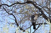 Pale Chanting Goshawk  - Kalahari Kgalagadi South Africa