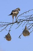 Pale Chanting Goshawk and Weaver nests - Kalahari Kgalagadi