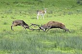 Fight between Fallow Deer and Red Deer - Burgundy France