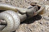 Olive Whip Snake catching a Lizard - Etosha Namibia