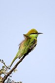 Green Bee-eater on a branch - Rajasthan India