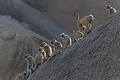 Hanuman Langurs on rock at dawn - Rajasthan India