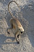 Hanuman Langur male on rock - Rajasthan India ; male running towards other males to hunt