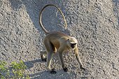 Hanuman Langur male on rock - Rajasthan India ; male running towards other males to hunt
