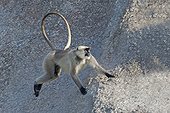 Hanuman Langur male running on rock - Rajasthan India ; male running towards other males to hunt