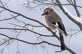 Eurasian Jay on a branch in winter - Balkans Bulgaria