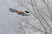 Eurasian Jay in flight in winter - Balkans Bulgaria