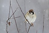 Eurasian Tree Sparrow on a branch - Balkans Bulgaria 