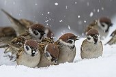Eurasian Tree Sparrows in snow  - Balkans Bulgaria 
