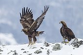 Golden Eagles on rocks in winter - Balkans Bulgaria