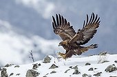 Golden Eagle landing on rocks in winter - Balkans Bulgaria