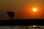 Elephant and Hippos at dusk - Chobe Botswana