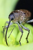 Portrait of Hazelnut Weevil - France