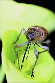 Hazelnut Weevil on flower - France
