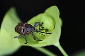 Hazelnut Weevil on flower - France