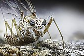 Mayfly on rock - France