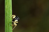 Araignée sauteuse sur brin d'herbe - France