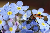 Fire Bug on flowers Myosotis - France 
