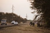 African Elephants at the roadside - Kasane Botswana