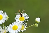Syrphe porte-plume sur Vergerette en fleurs - Slovénie