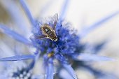 Bee-fly on Eryngo blossoms - Island Krk Croatia 