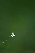 Fairy flax flower - Burgundy France 