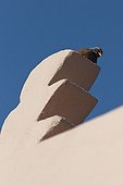 Bruant striolé sur un mur - Medina de Marrakech  Maroc 