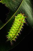 Limacodidae caterpillar on leaf - French Guiana