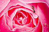 Fourmi noire et Puceron sur Rose couverte de gouttes d'eau