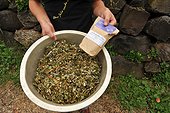 Herbal blend for tea - Auvergne France  ; Laure Barthomeuf