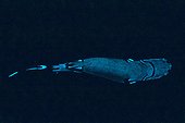 Velvet Belly Lantern Shark - Norway