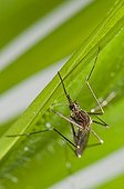 Asian Bush Mosquito on a leaf ; is spreading in Switzerland and Germany
