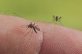 Yellow fever mosquito female biting a human  ; Transmitting diseases such as Dengue or Yellow Fever in this act.