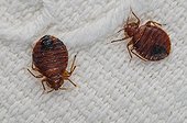 Bed Bugs on an embroidered bed sheet - Spain